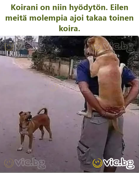 Koira­ni on niin hyödytön. Eilen meitä molempia ajoi takaa toinen koira.