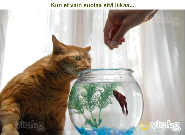 Kun et vain suolaa sitä liikaa...