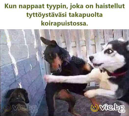 Kun nappaat tyypin, joka on haistellut tyttöystäväsi takapuolta koirapuistossa.