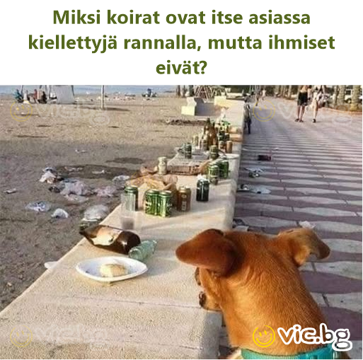 Miksi koirat ovat itse asiassa kiellettyjä rannalla, mutta ihmiset eivät?