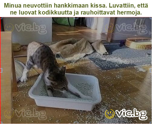 Minua neuvottiin hankkimaan kissa. Luvattiin, että ne luovat kodikkuutta ja rauhoittavat hermoja.