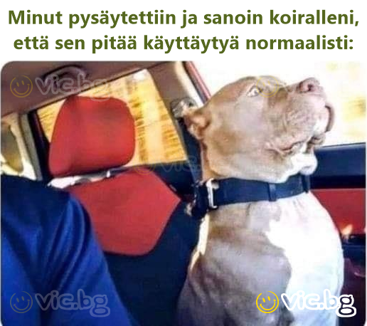Minut pysäytettiin ja sanoin koiralleni, että sen pitää käyttäytyä normaalisti: