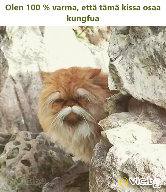 Olen 100 % varma, että tämä kissa osaa kungfua