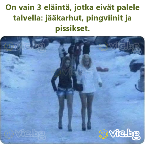 On vain 3 eläintä, jotka eivät palele talvella: jääkarhut, pingviinit ja pissikset.