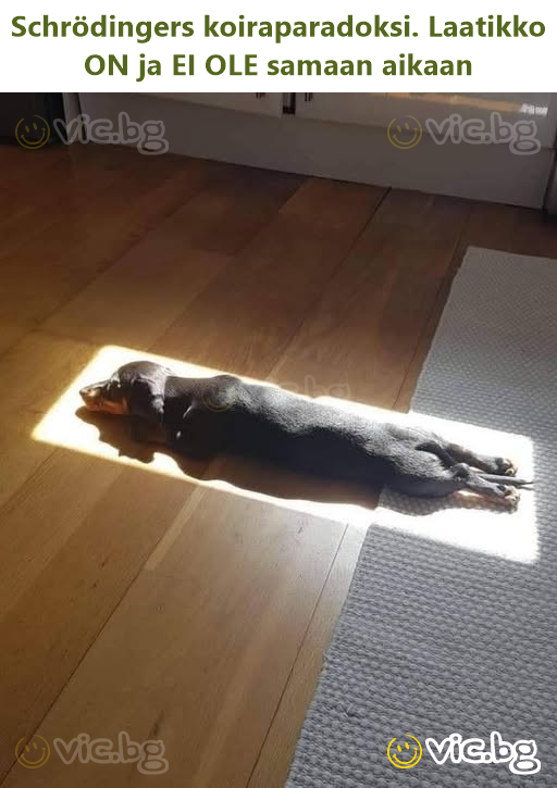 Schrödingers koiraparadoksi. Laatikko ON ja EI OLE samaan aikaan