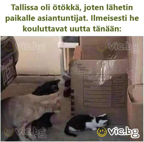 Tallissa oli ötökkä, joten lähetin paikalle asiantuntijat. Ilmeisesti he kouluttavat uutta tänään:
