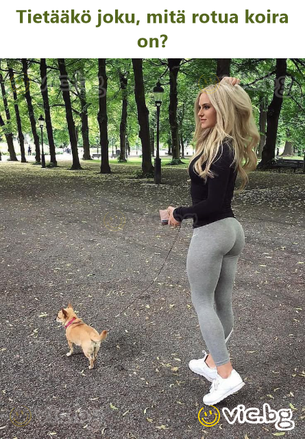 Tietääkö joku, mitä rotua koira on?