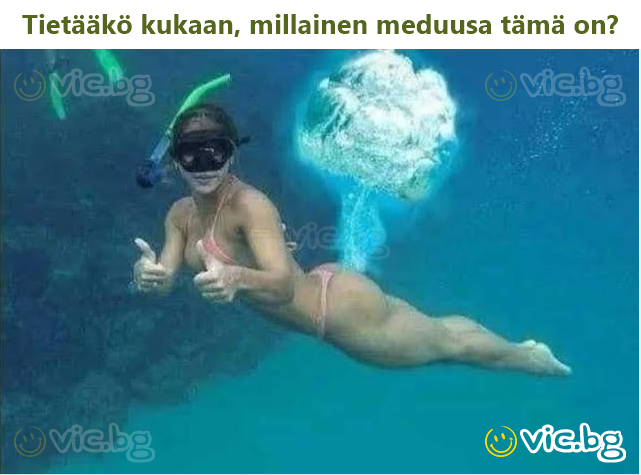 Tietääkö kukaan, millainen meduusa tämä on?