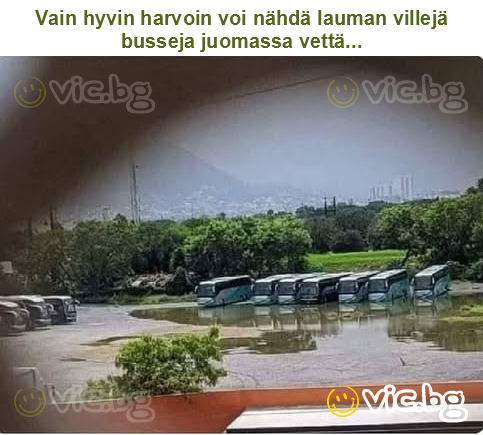Vain hyvin harvoin voi nähdä lauman villejä busseja juomassa vettä...
