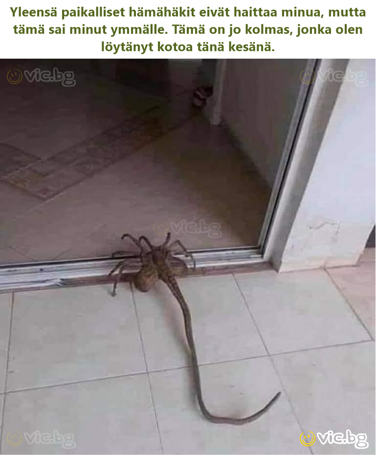 Yleensä paikalliset hämähäkit eivät haittaa minua, mutta tämä sai minut ymmälle. Tämä on jo kolmas, jonka olen löytänyt kotoa tänä kesänä.