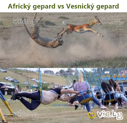 Africký gepard vs Vesnický gepard