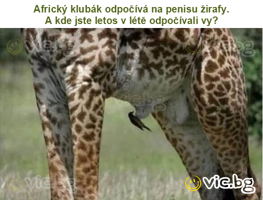 Africký klubák odpočívá na penisu žirafy.
A kde jste letos v létě odpočívali vy?