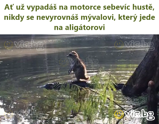 Ať už vypadáš na motorce sebevíc hustě, nikdy se nevyrovnáš mývalovi, který jede na aligátorovi
