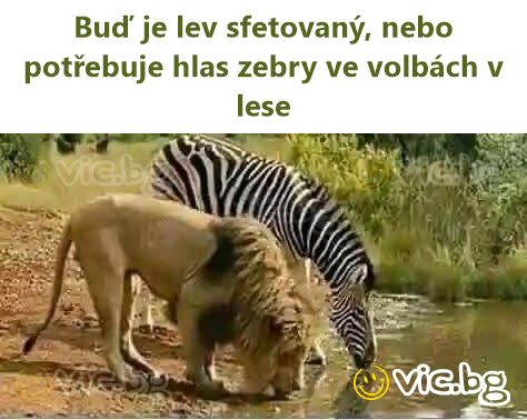 Buď je lev sfetovaný, nebo potřebuje hlas zebry ve volbách v lese