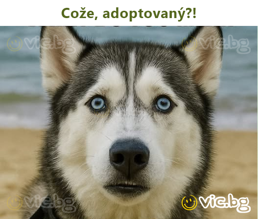 Cože, adoptovaný?!