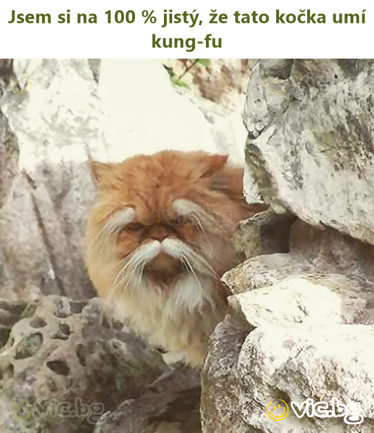Jsem si na 100 % jistý, že tato kočka umí kung-fu