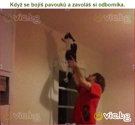 Když se bojíš pavouků a zavoláš si odborníka.