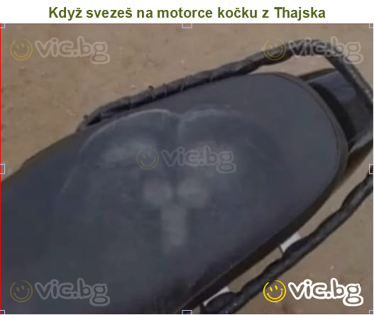 Když svezeš na motorce kočku z Thajska
