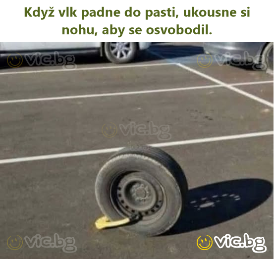 Když vlk padne do pasti, ukousne si nohu, aby se osvobodil.