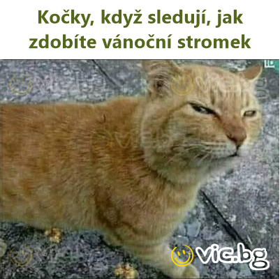 Kočky, když sledují, jak zdobíte vánoční stromek