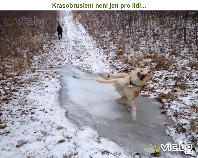 Krasobruslení není jen pro lidi...