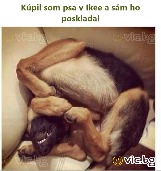 Kúpil som psa v Ikee a sám ho poskladal