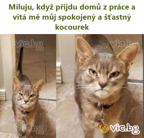Miluju, když přijdu domů z práce a vítá mě můj spokojený a šťastný kocourek