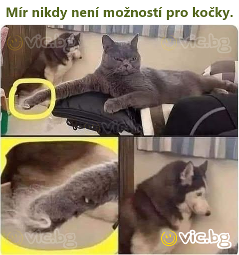 Mír nikdy není možností pro kočky.