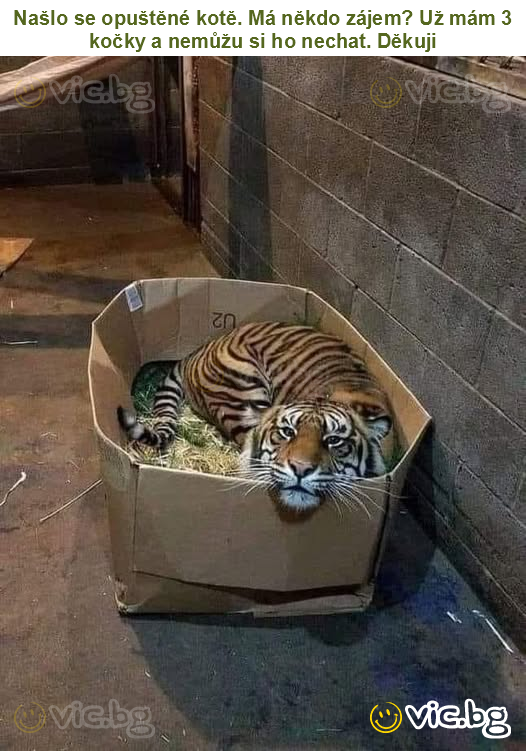 Našlo se opuštěné kotě. Má někdo zájem? Už mám 3 kočky a nemůžu si ho nechat. Děkuji