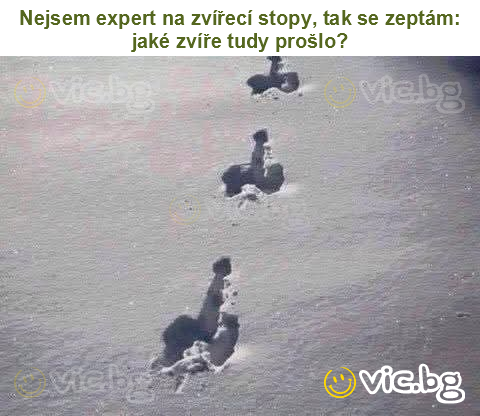 Nejsem expert na zvířecí stopy, tak se zeptám: jaké zvíře tudy prošlo?