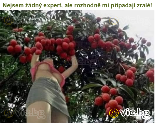 Nejsem žádný expert, ale rozhodně mi připadají zralé!