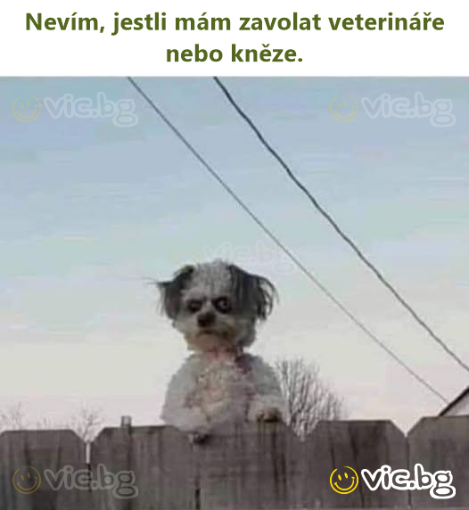 Nevím, jestli mám zavolat veterináře nebo kněze.