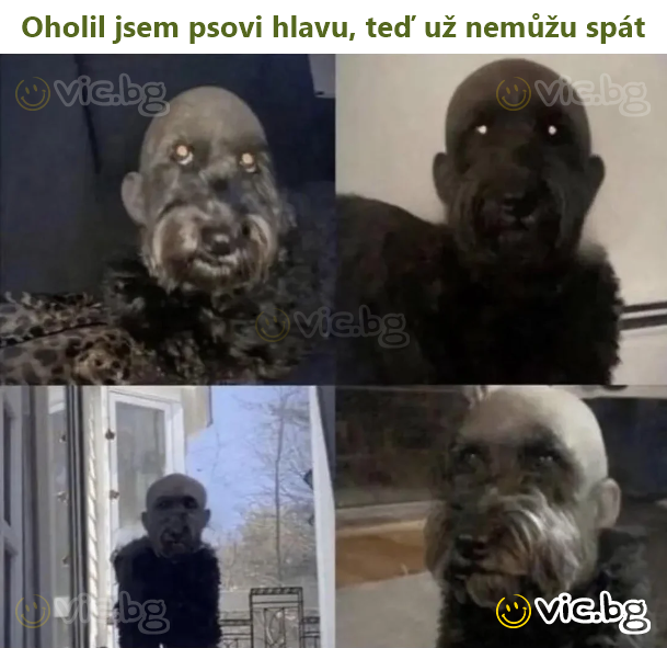 Oholil jsem psovi hlavu, teď už nemůžu spát