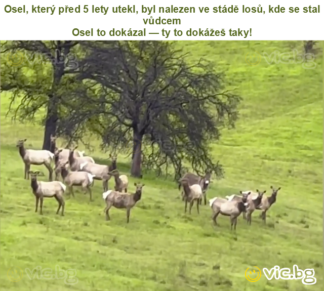 Osel, který před 5 lety utekl, byl nalezen ve stádě losů, kde se stal vůdcem
Osel to dokázal — ty to dokážeš taky!