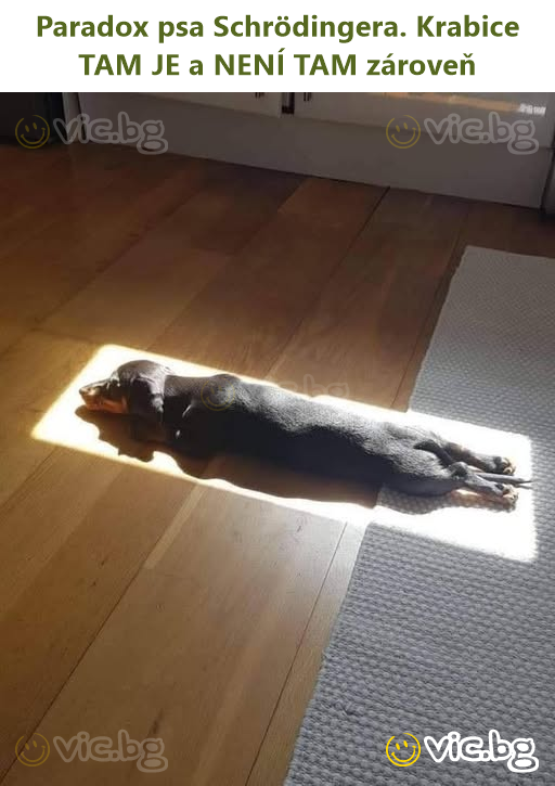 Paradox psa Schrödingera. Krabice TAM JE a NENÍ TAM zároveň