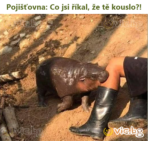 Pojišťovna: Co jsi říkal, že tě kouslo?!