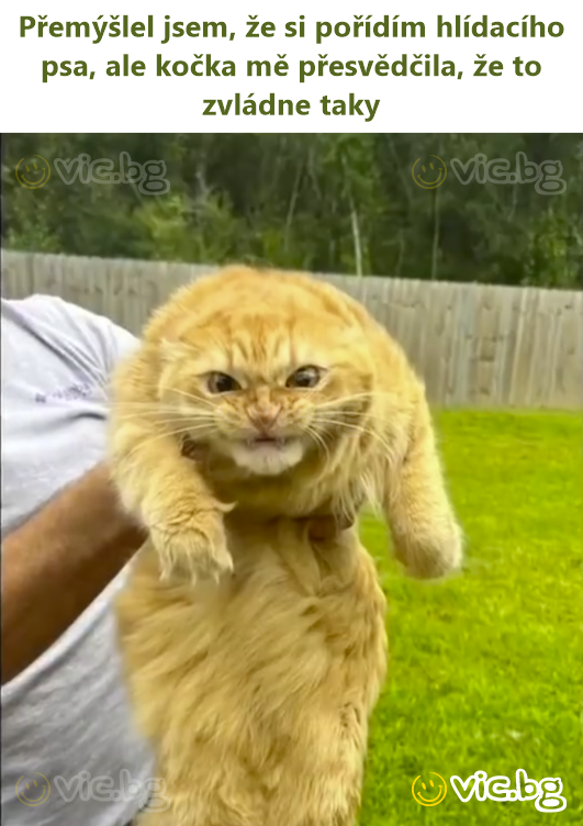 Přemýšlel jsem, že si pořídím hlídacího psa, ale kočka mě přesvědčila, že to zvládne taky