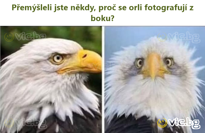 Přemýšleli jste někdy, proč se orli fotografují z boku?
