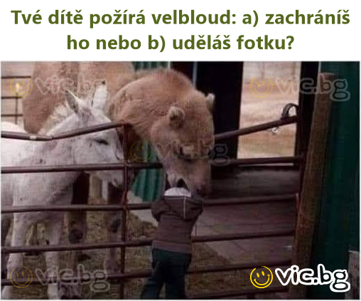 Tvé dítě požírá velbloud: a) zachráníš ho nebo b) uděláš fotku?
