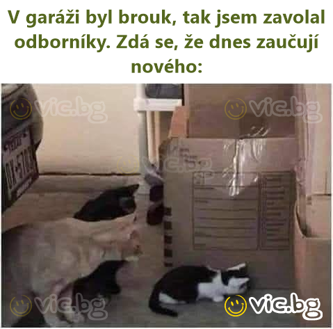 V garáži byl brouk, tak jsem zavolal odborníky. Zdá se, že dnes zaučují nového: