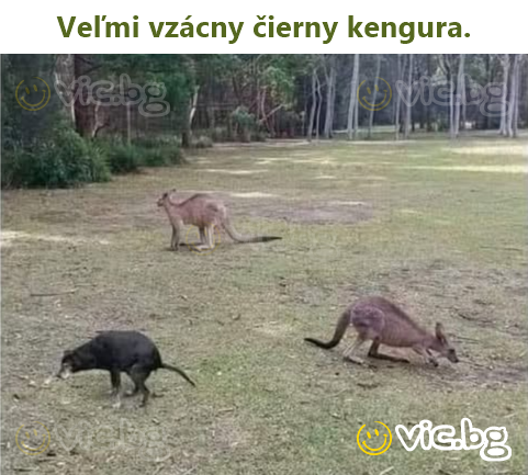 Veľmi vzácny čierny kengura.