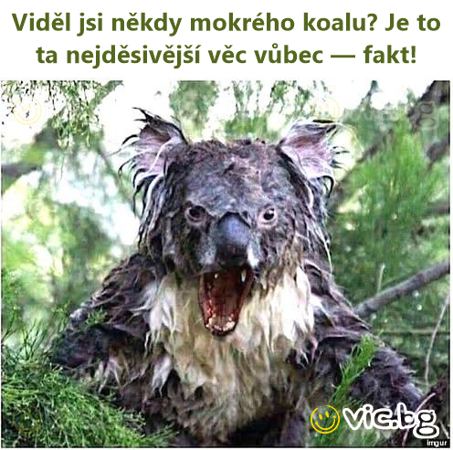 Viděl jsi někdy mokrého koalu? Je to ta nejděsivější věc vůbec — fakt!