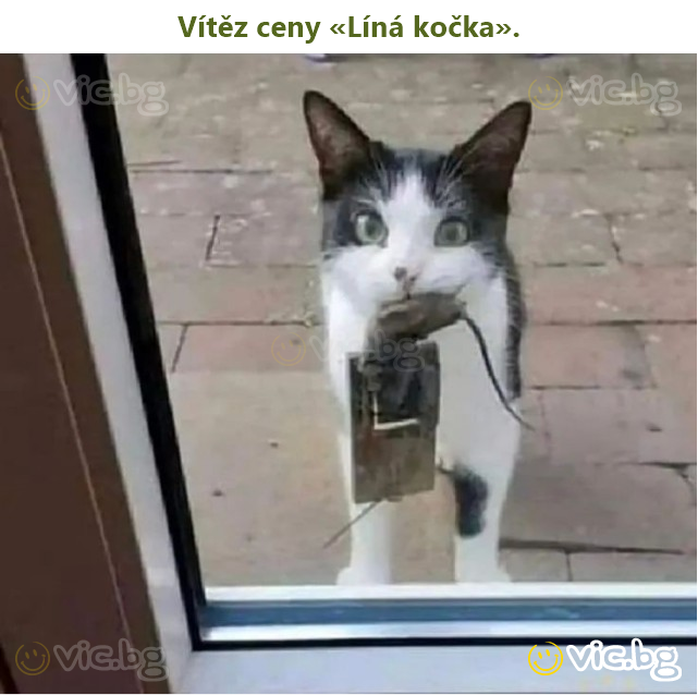 Vítěz ceny «Líná kočka».