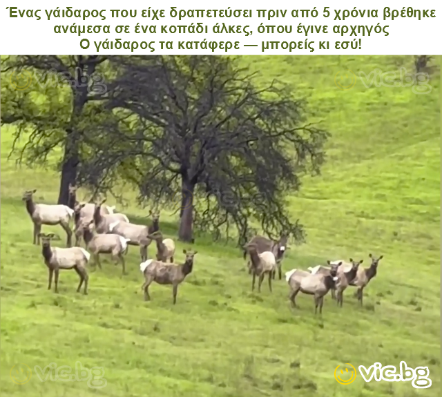 Ένας γάιδαρος που είχε δραπετεύσει πριν από 5 χρόνια βρέθηκε ανάμεσα σε ένα κοπάδι άλκες, όπου έγινε αρχηγός
Ο γάιδαρος τα κατάφερε — μπορείς κι εσύ!