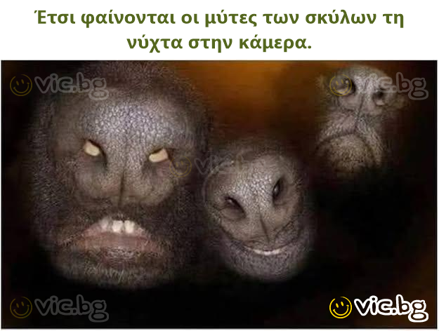 Έτσι φαίνονται οι μύτες των σκύλων τη νύχτα στην κάμερα.