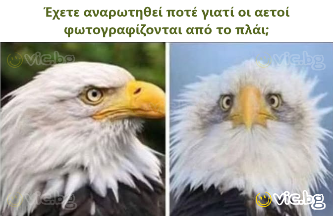 Έχετε αναρωτηθεί ποτέ γιατί οι αετοί φωτογραφίζονται από το πλάι;