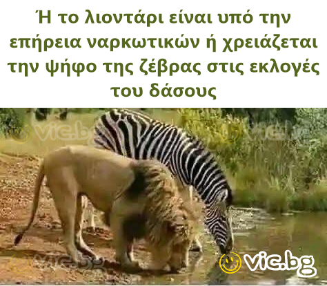 Ή το λιοντάρι είναι υπό την επήρεια ναρκωτικών ή χρειάζεται την ψήφο της ζέβρας στις εκλογές του δάσους
