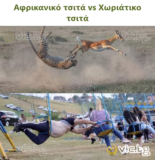 Αφρικανικό τσιτά vs Χωριάτικο τσιτά