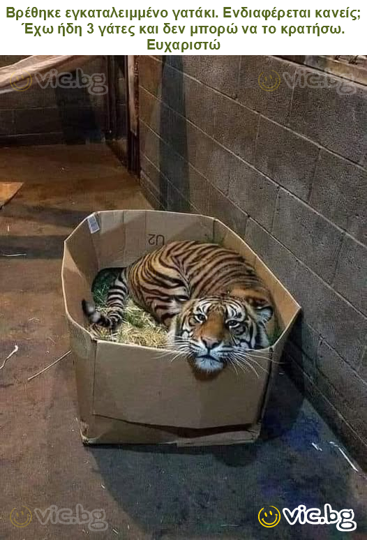 Βρέθηκε εγκαταλειμμένο γατάκι. Ενδιαφέρεται κανείς; Έχω ήδη 3 γάτες και δεν μπορώ να το κρατήσω. Ευχαριστώ