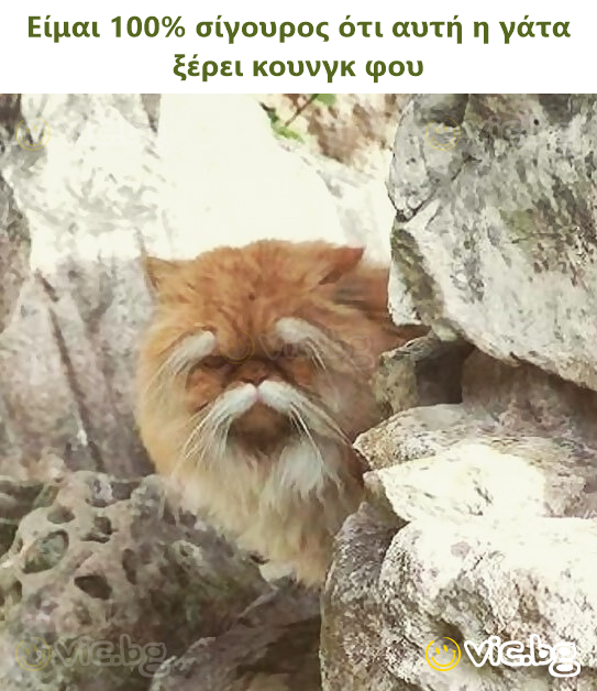 Είμαι 100% σίγουρος ότι αυτή η γάτα ξέρει κουνγκ φου